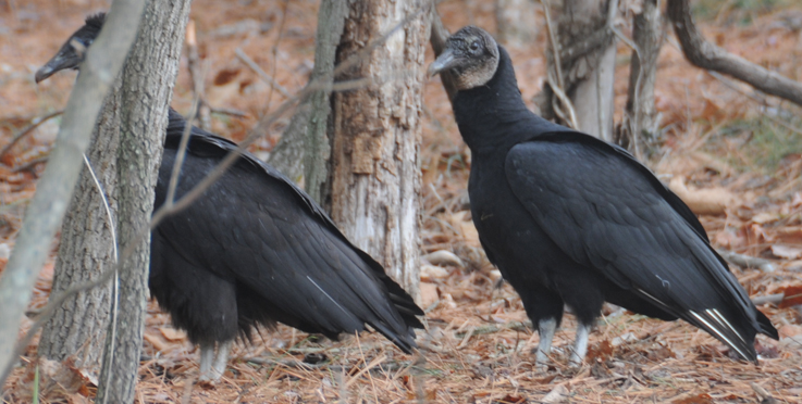 Two Black Vultures